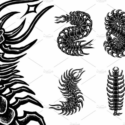 Centipede poisonous | Merch designs cover image.