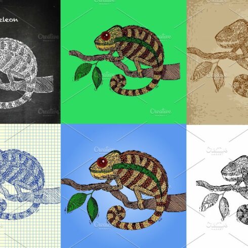Chameleon hand drawn set cover image.