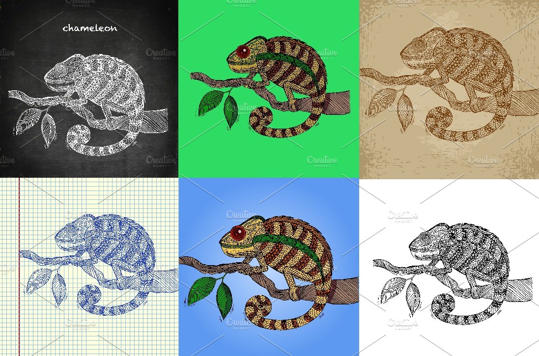 Chameleon hand drawn set cover image.