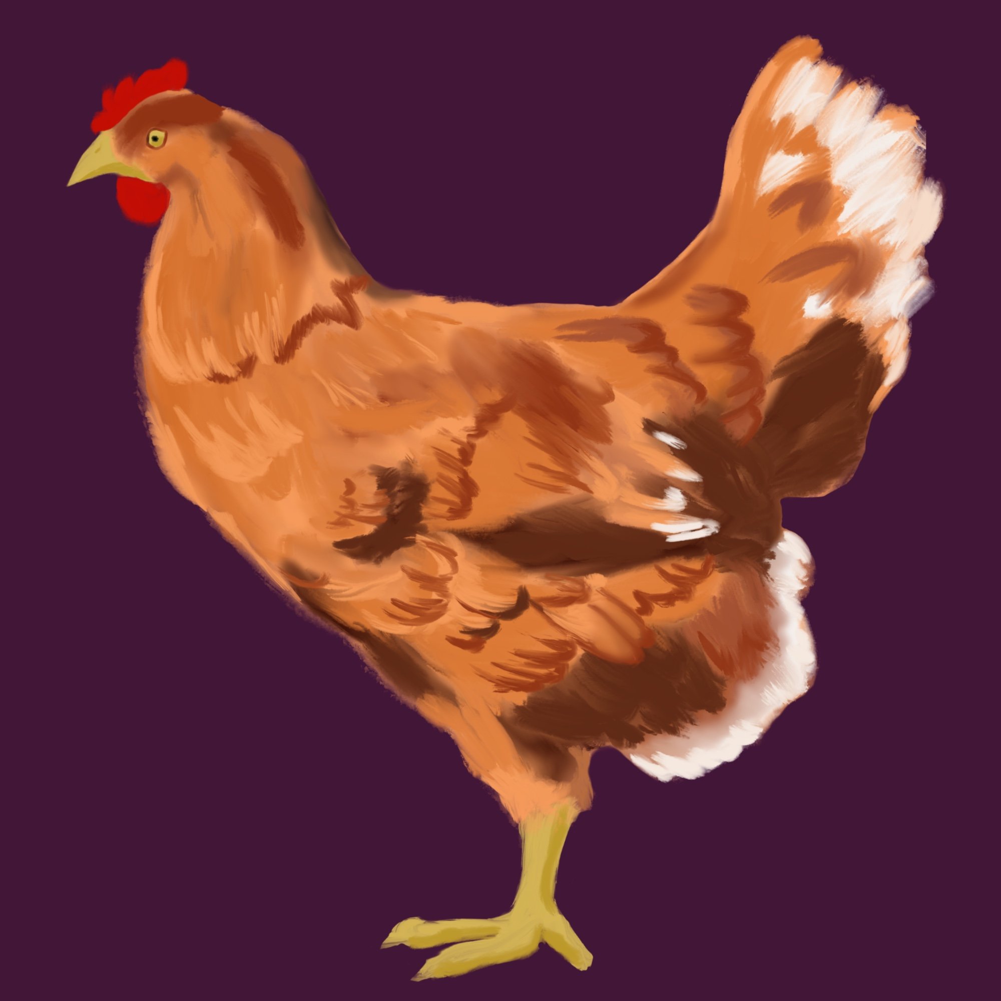 chicken 435