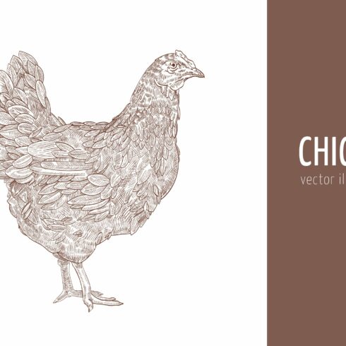 Chicken, hen illustration cover image.