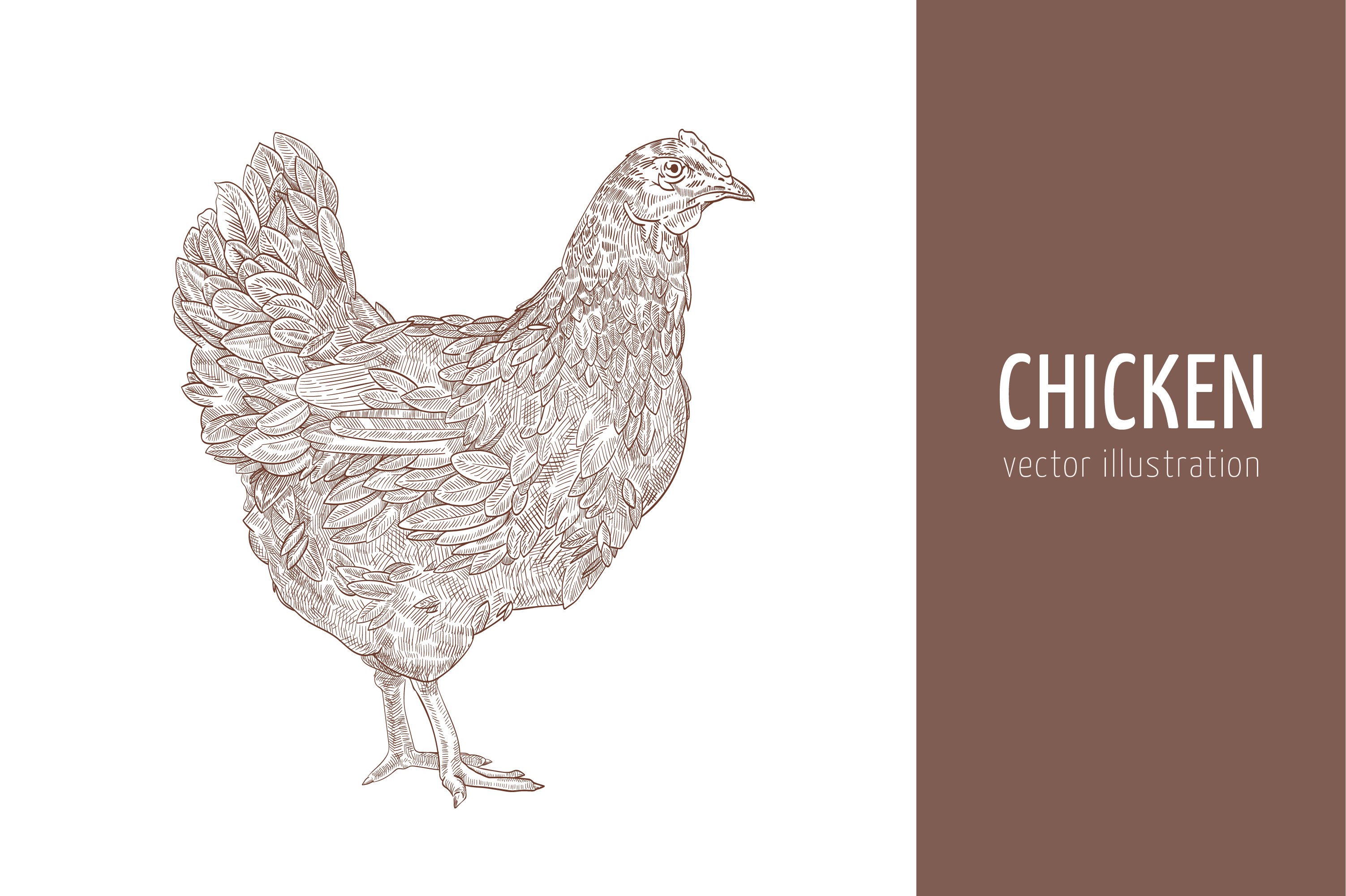 Chicken, hen illustration cover image.