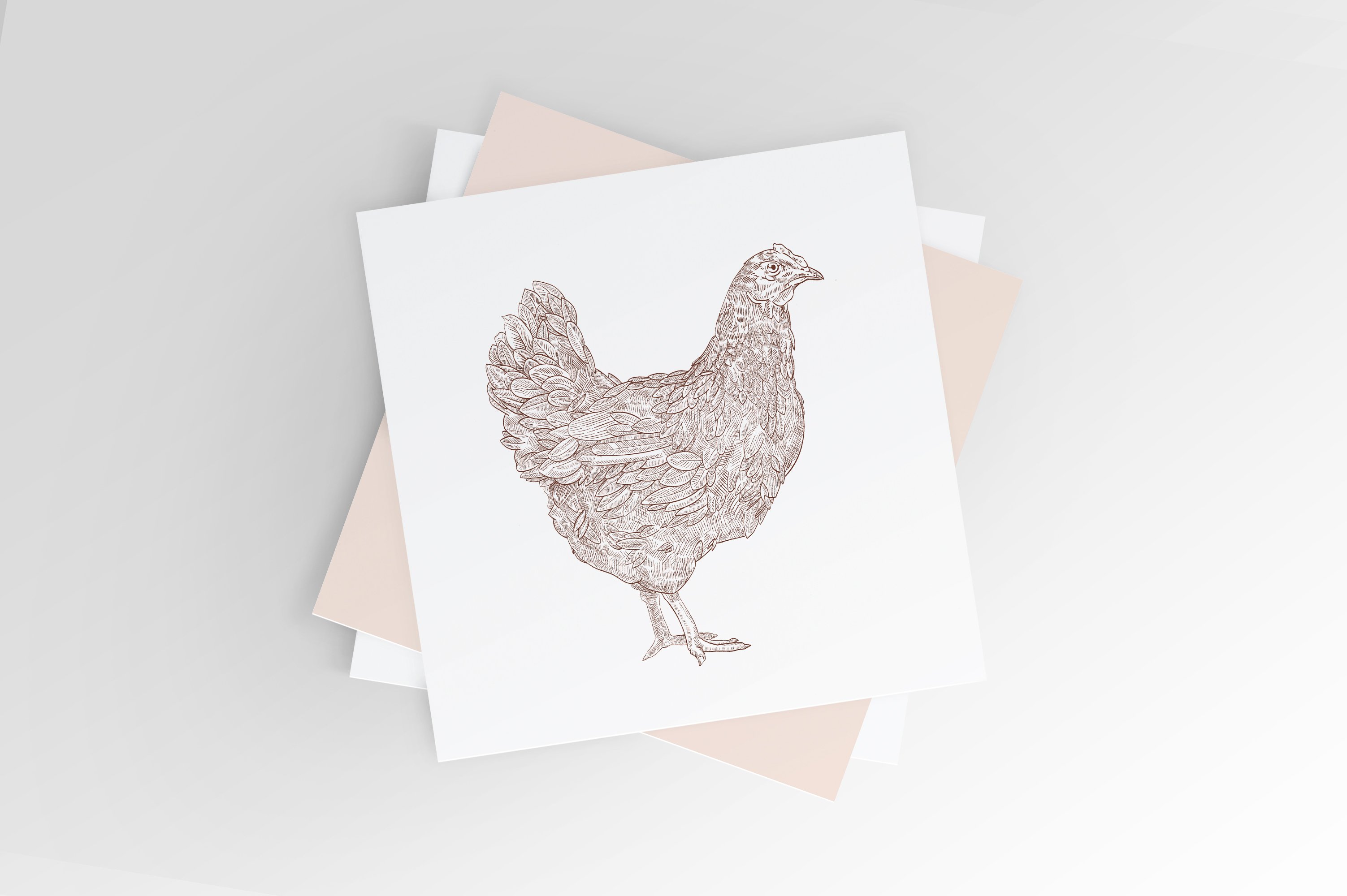 Chicken, hen illustration preview image.