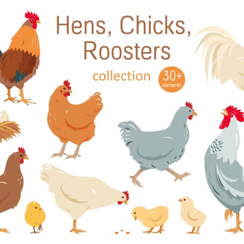 Hens, Chicks and Roosters cover image.