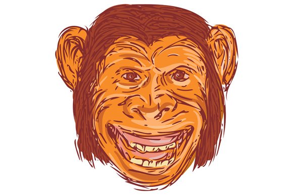 Chimpanzee Head Front  Isolated Draw cover image.