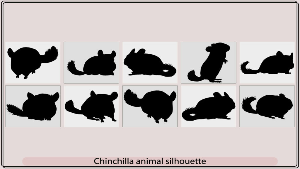 Chinchilla animal silhouette Set, Vector silhouettes of a chinchilla ...