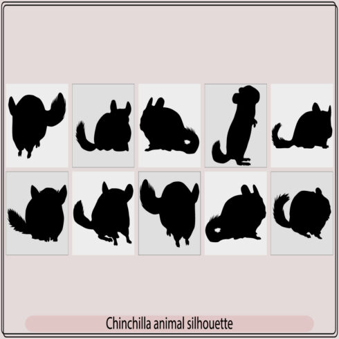 Chinchilla animal silhouette Set, Vector silhouettes of a chinchilla, Silhouette, illustration, isolated, animal, chinchilla cover image.