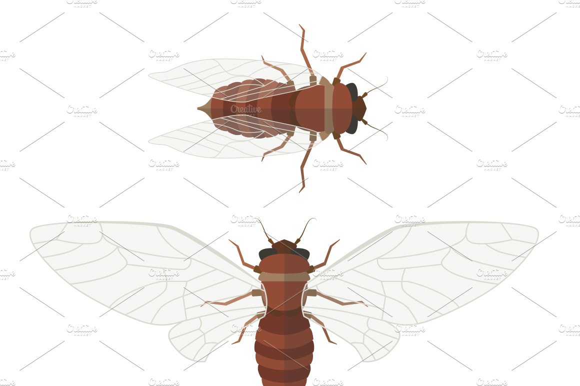 Flat cicada illustration cover image.