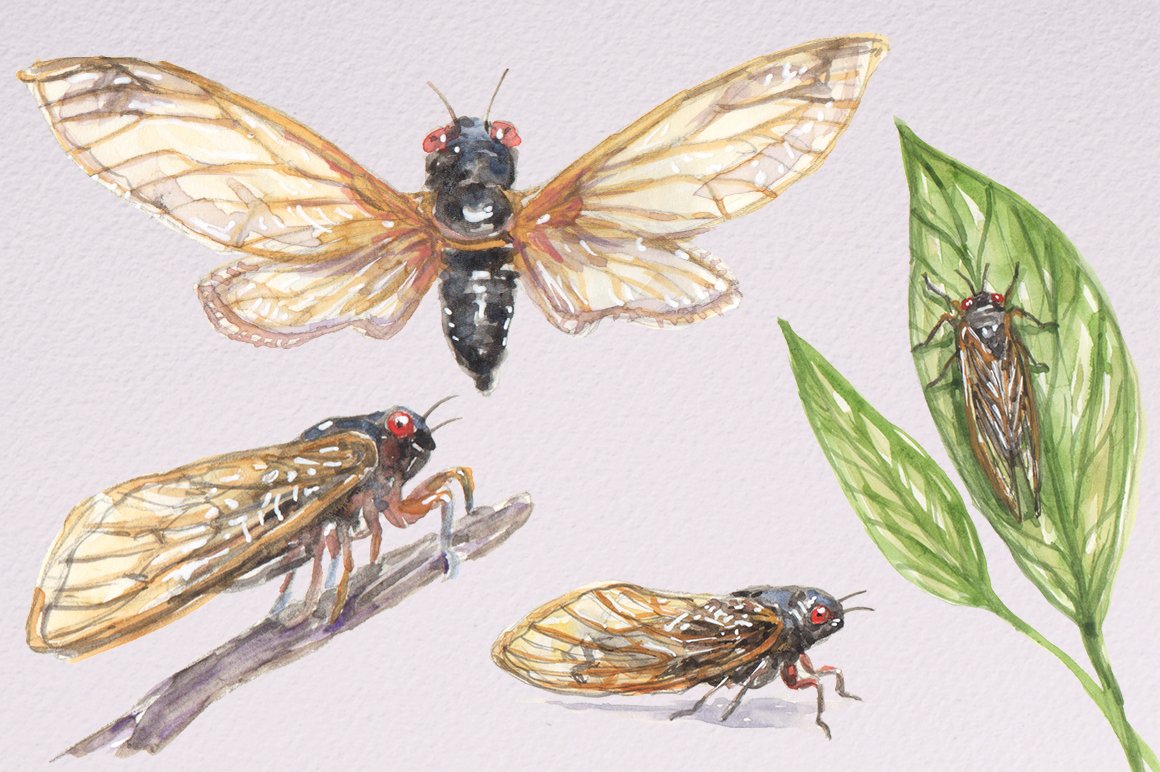 Watercolor Cicada Illustrations preview image.