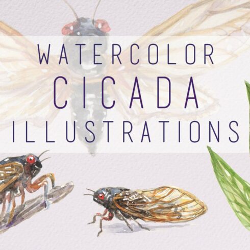 Watercolor Cicada Illustrations cover image.
