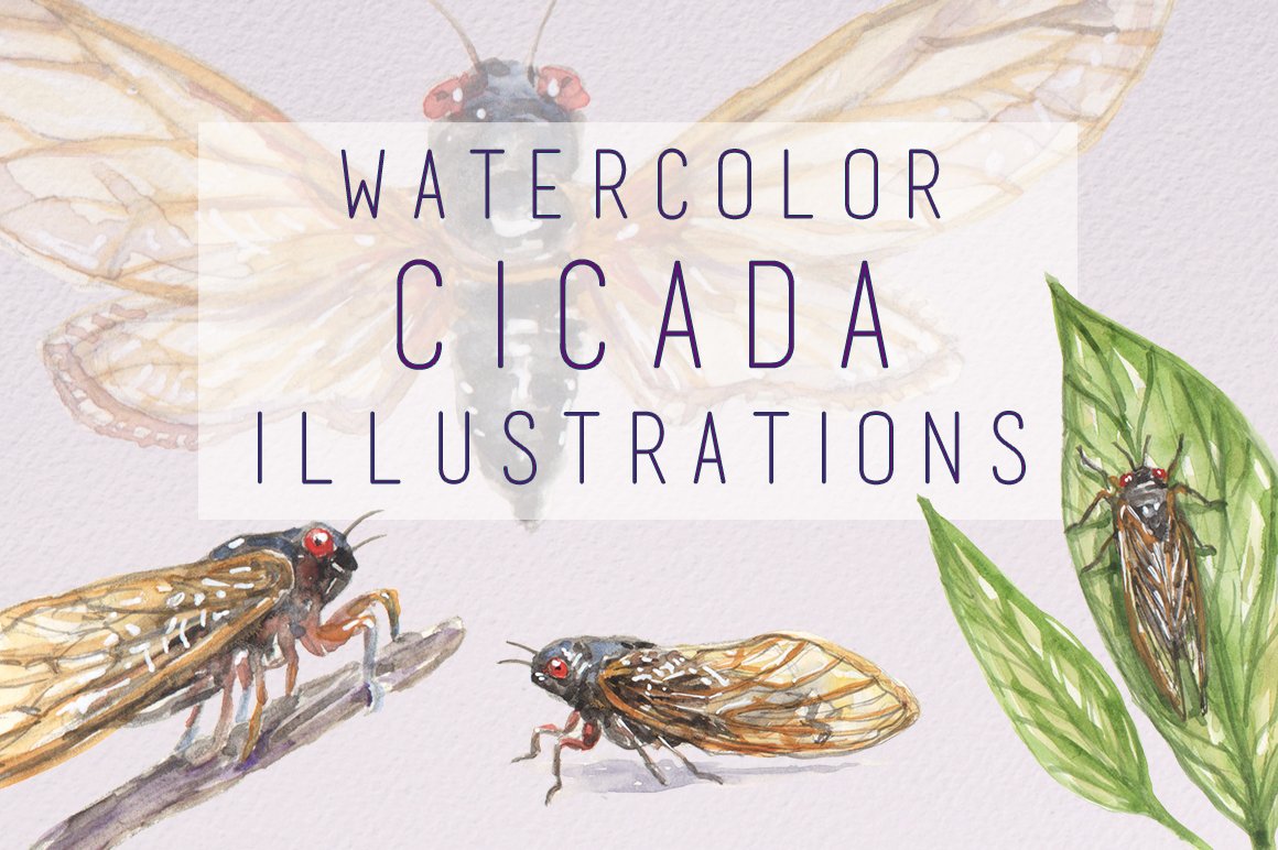 Watercolor Cicada Illustrations cover image.