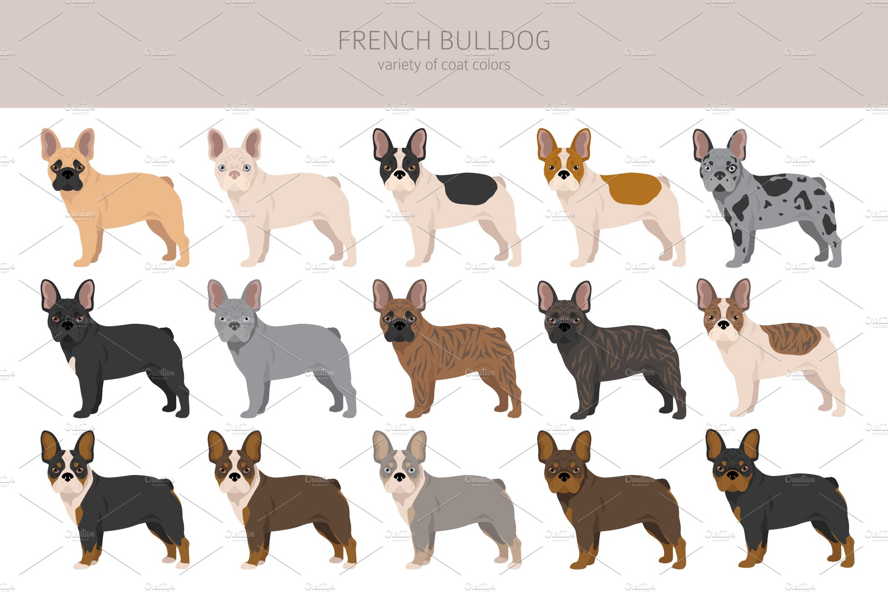 cm french bulldog 12 122