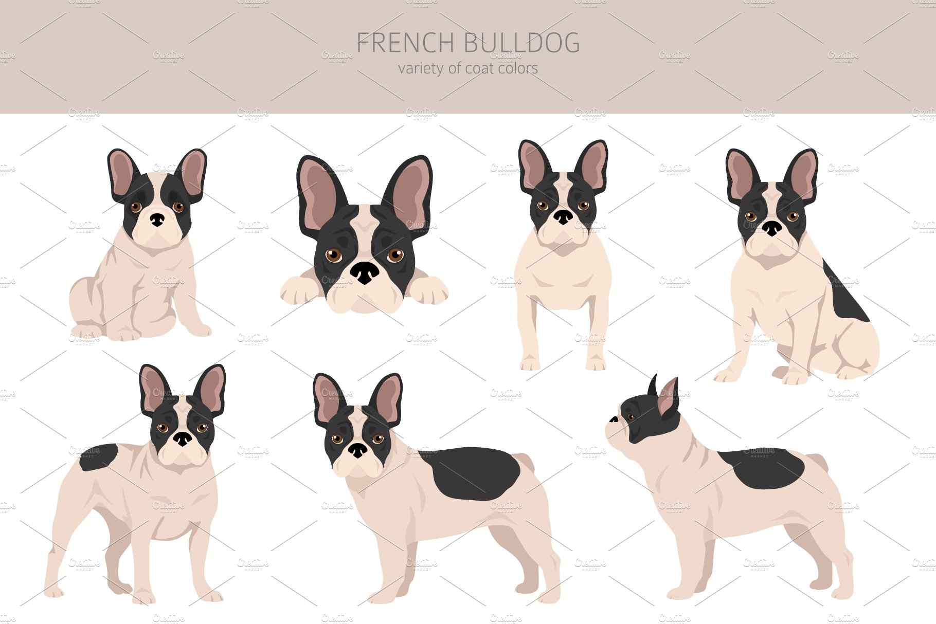 cm french bulldog 15 917