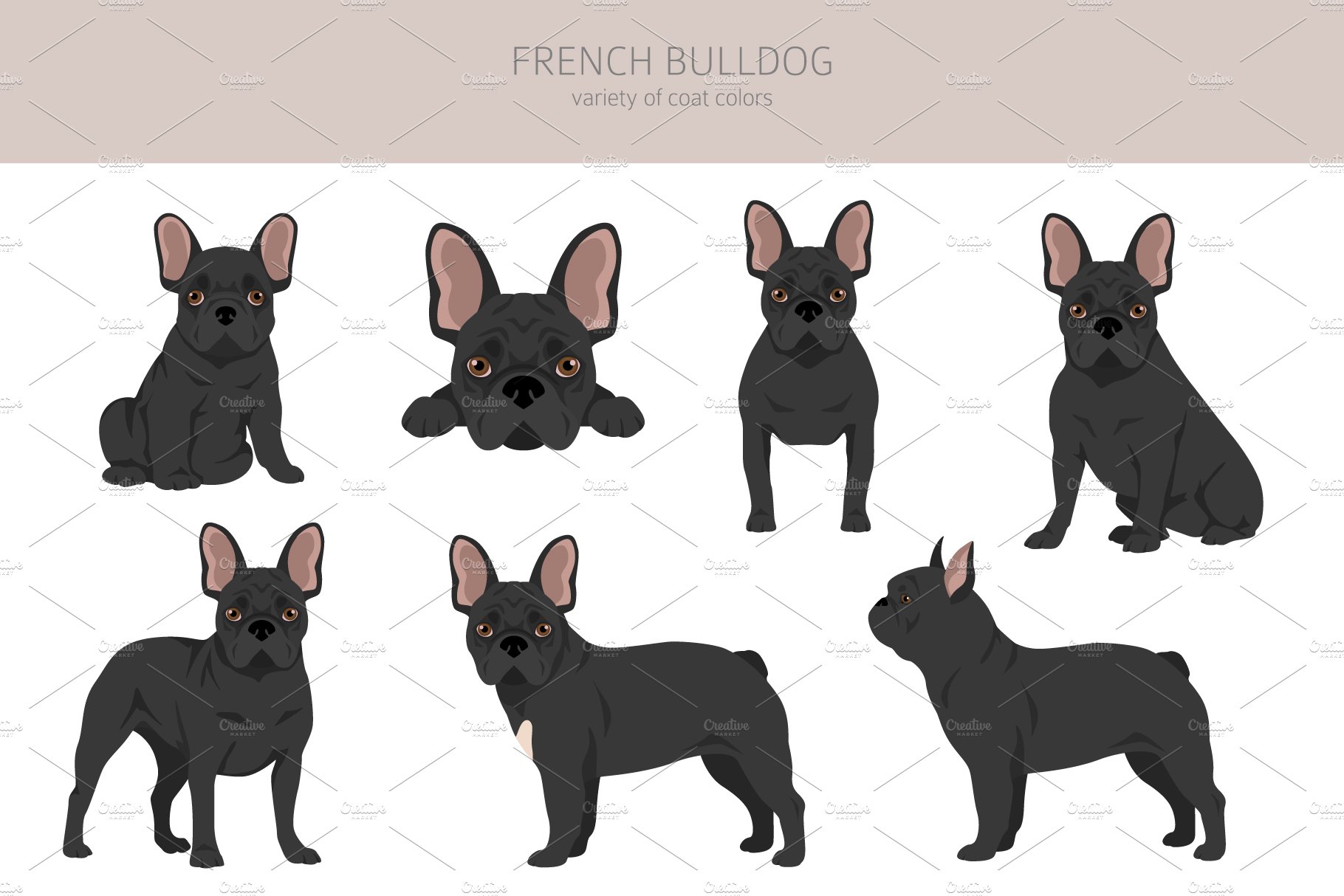 cm french bulldog 16 900