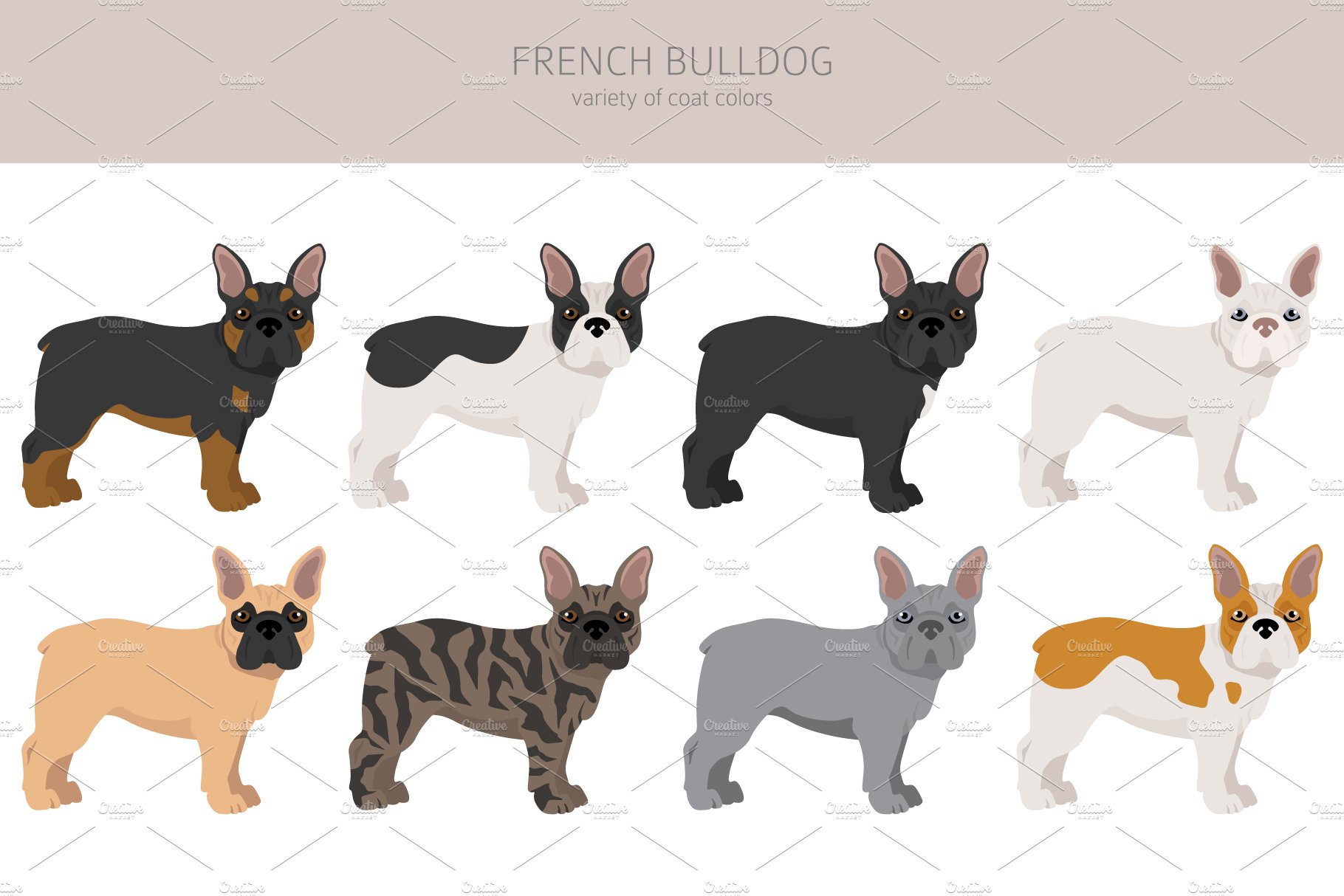 cm french bulldog 3 511