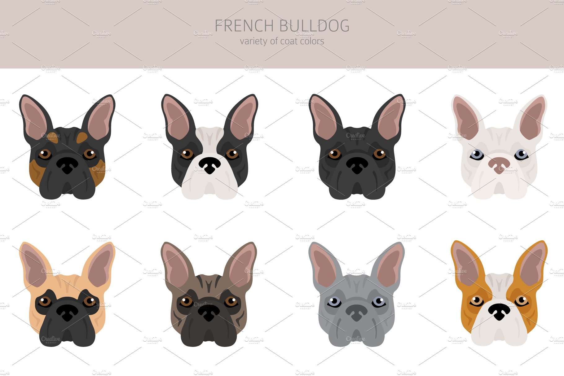 cm french bulldog 4 826