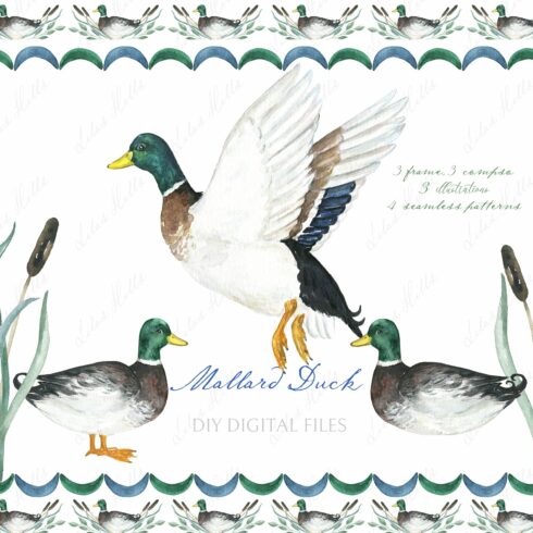 Watercolor duck Mallard Clipart cover image.