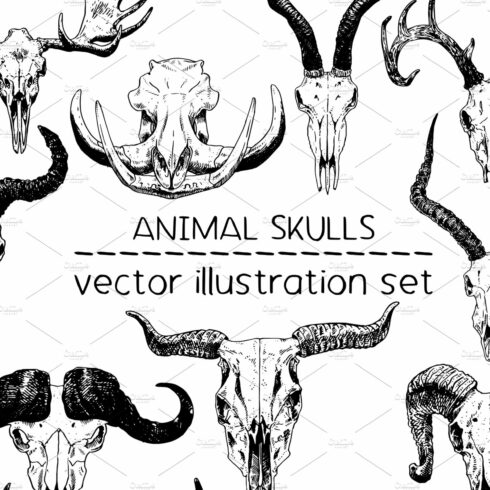 Animal skulls - vector illustrations cover image.