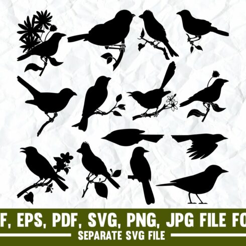 Oriole Bird,Bird, Oriole, Animal, cover image.