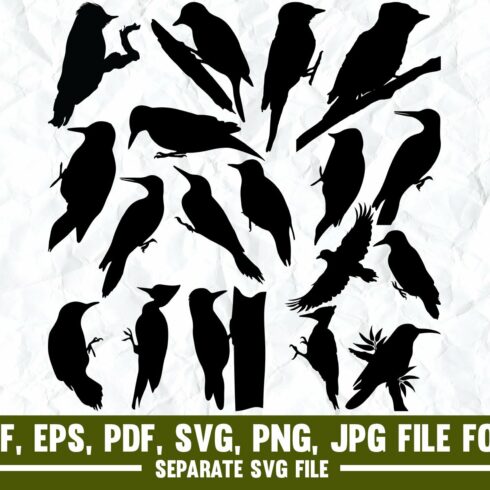Woodpecker,bird,nature,birds,animal cover image.