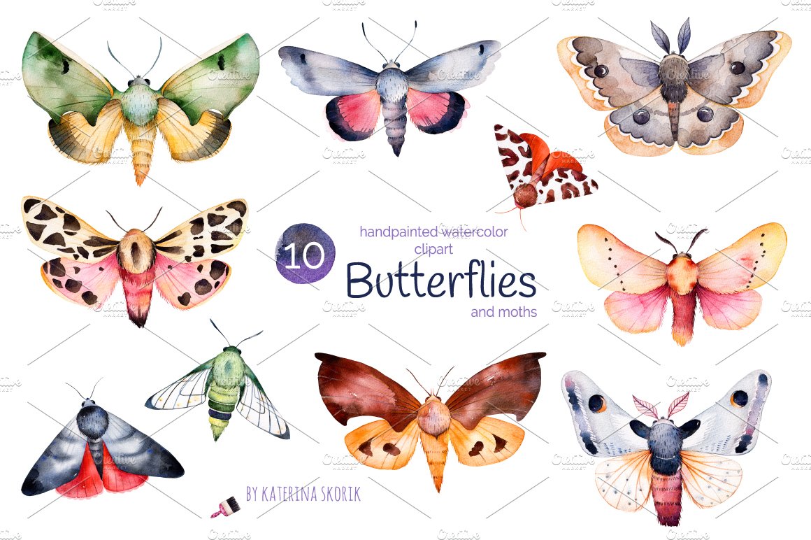 Butterflies and moths preview image.