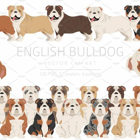 English Bulldog clipart cover image.