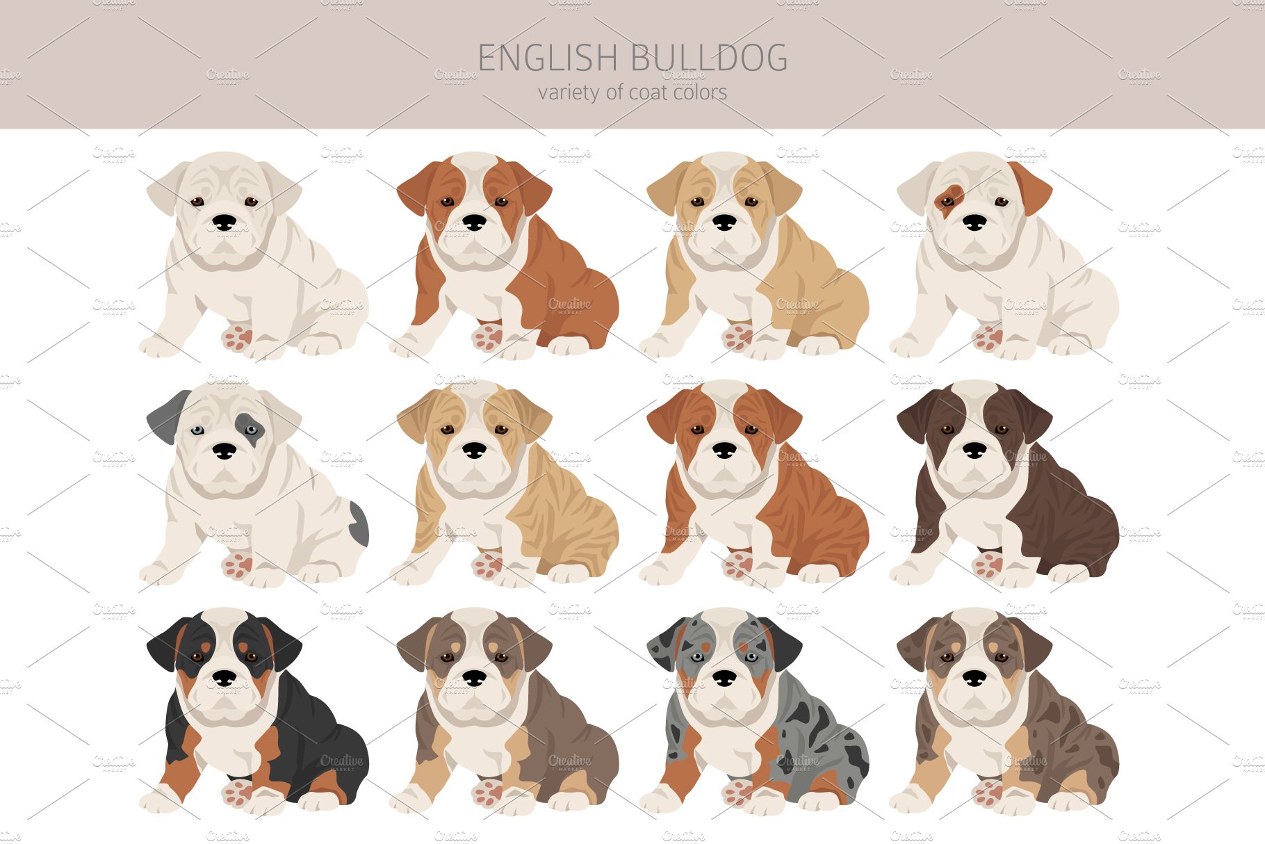 cm english bulldog 14 988