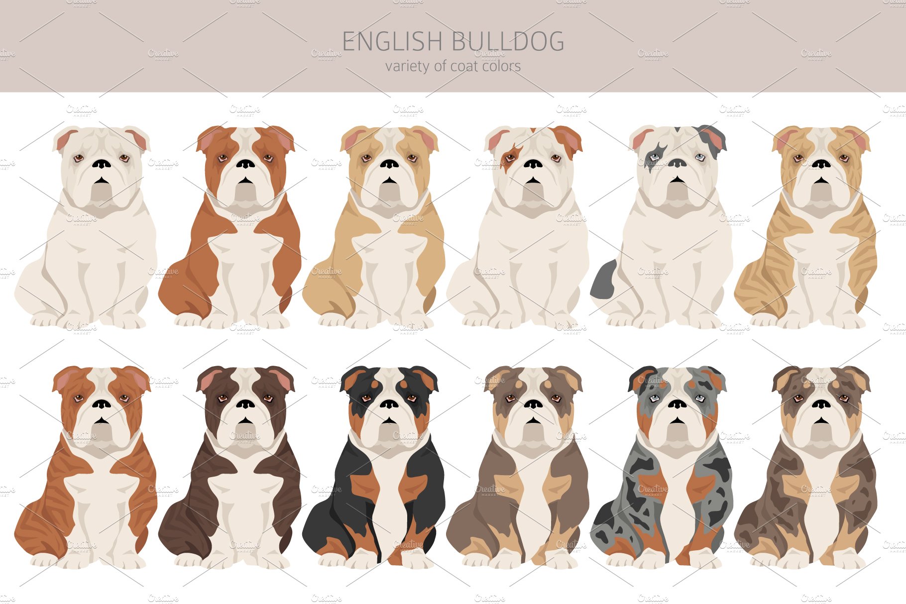 cm english bulldog 16 60