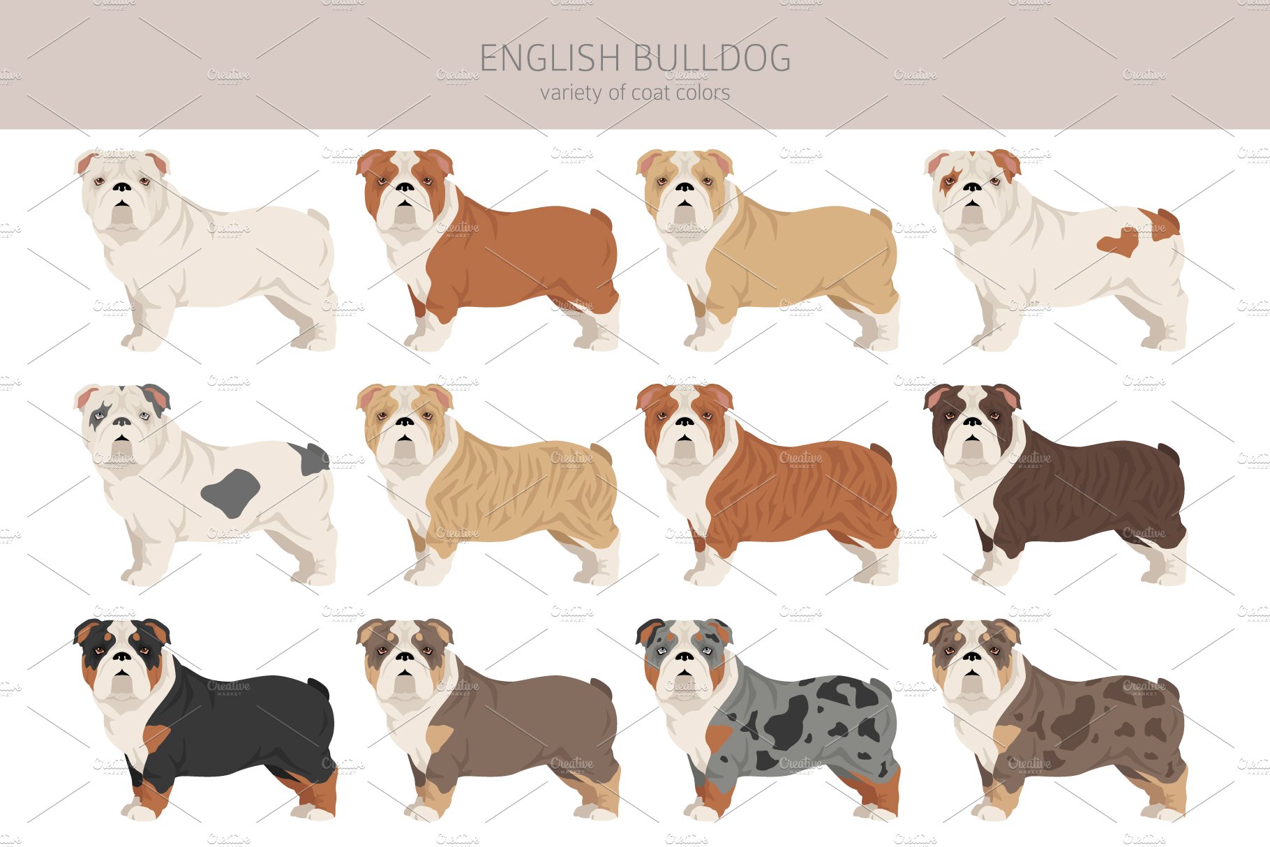 cm english bulldog 17 118