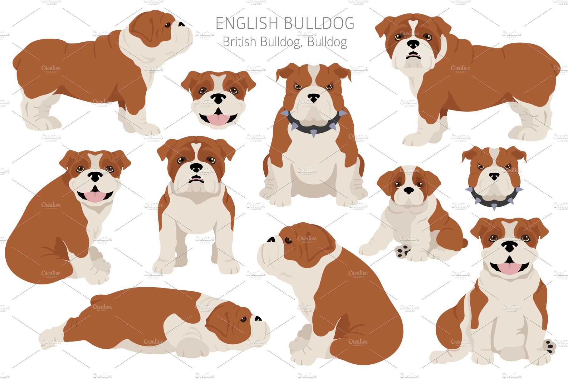 cm english bulldog 2 223