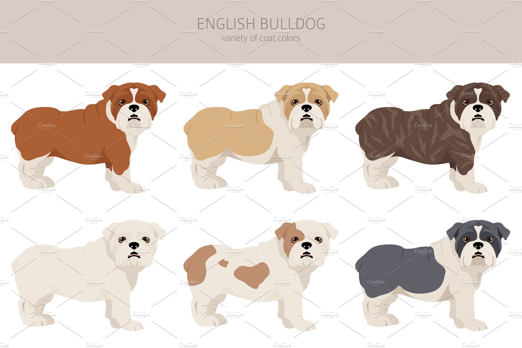 cm english bulldog 5 199