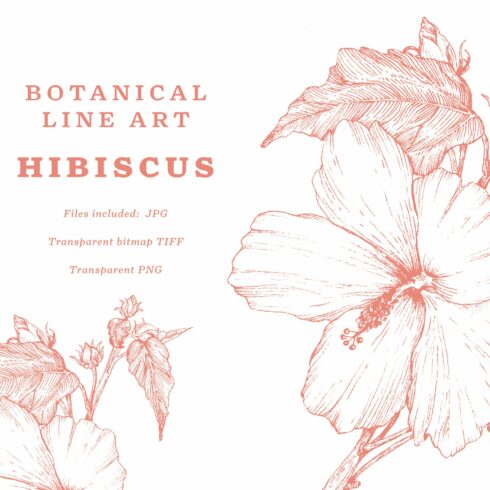 Hibiscus Botanical Line Art cover image.
