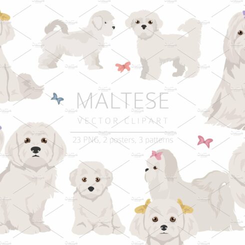 Maltese dog clipart cover image.