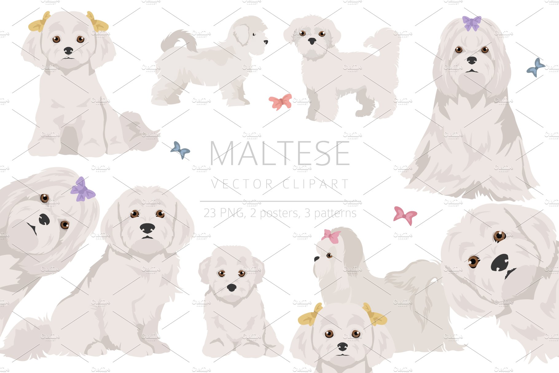 Maltese dog clipart cover image.