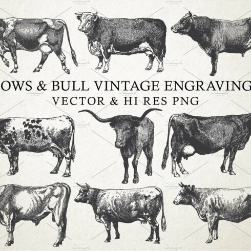 Cow & Bulls Vintage Engraving Vector cover image.