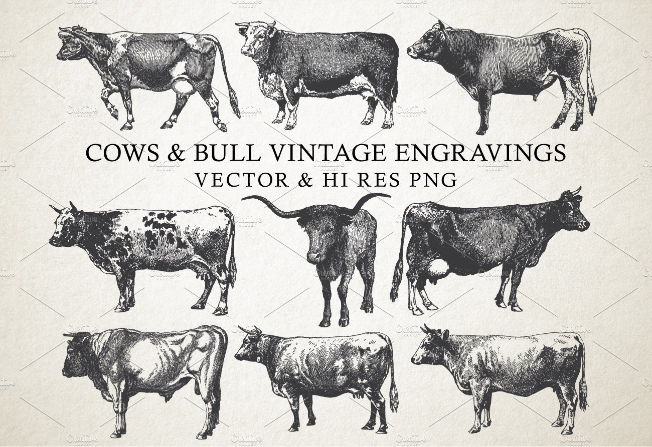 Cow & Bulls Vintage Engraving Vector cover image.