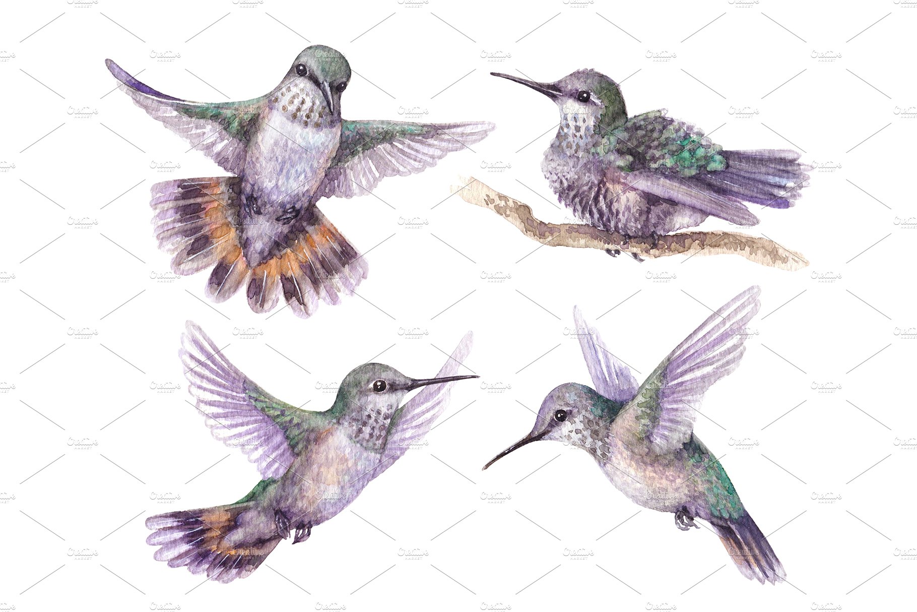 Watercolor Hummingbirds cover image.