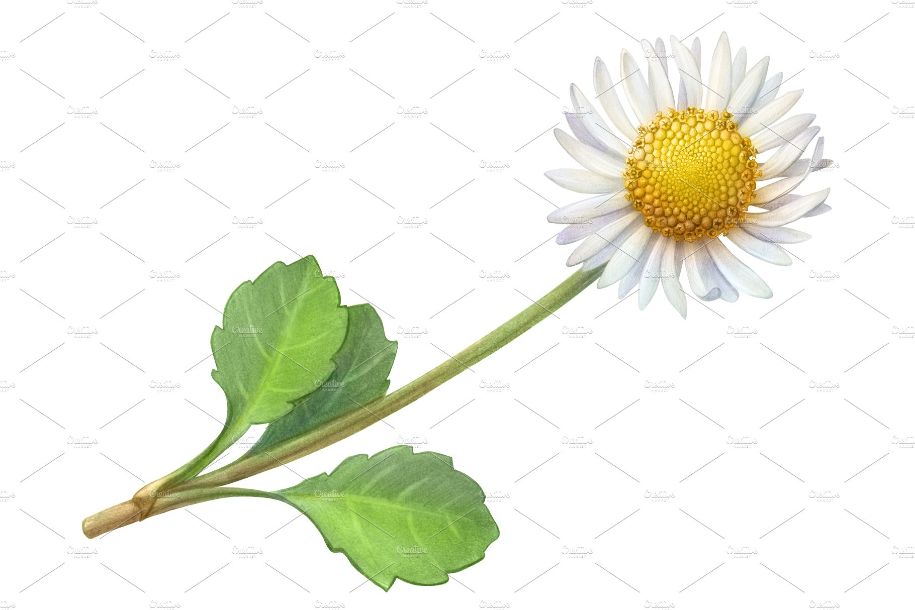 Common Daisy Pencil Illustration preview image.