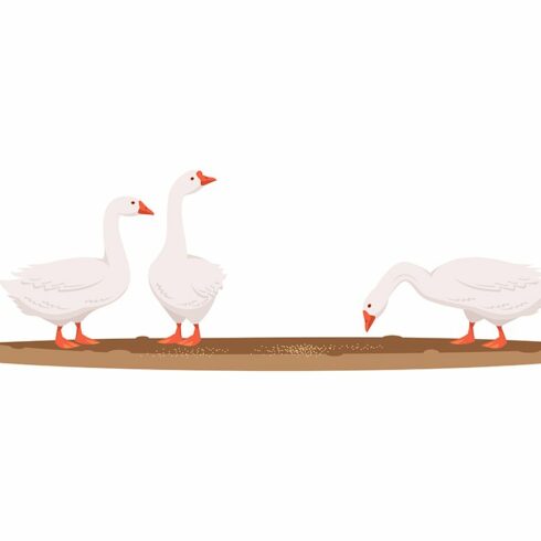 Feeding geese flat illustration cover image.