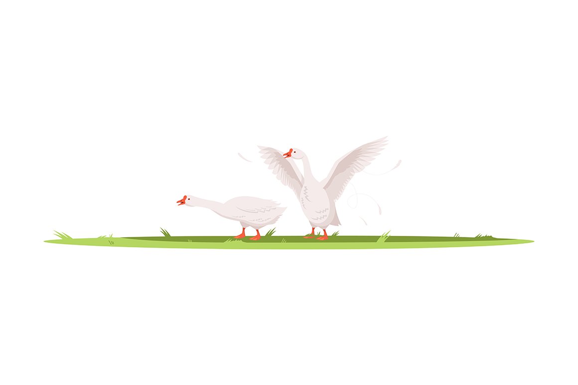 Geese semi flat illustration cover image.