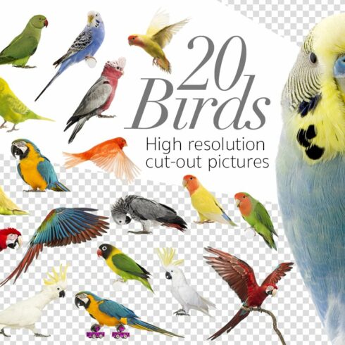 20 Birds - Cut-out High Res Pictures cover image.