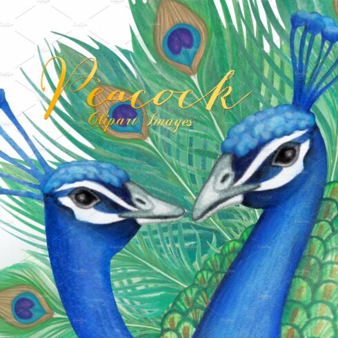 Watercolor Peacock Clipart Images cover image.