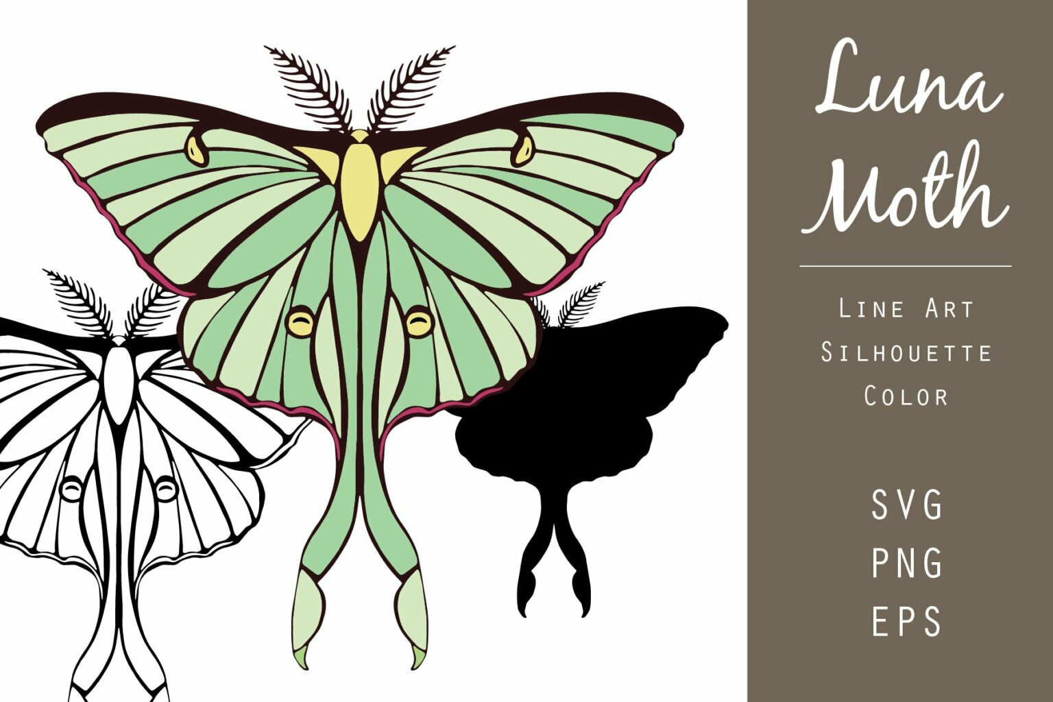 Luna Moth Vector Graphic Set – MasterBundles