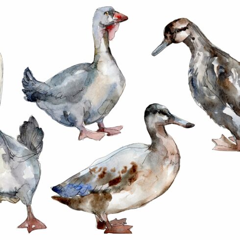 Agriculture: goose,duck Watercolor cover image.