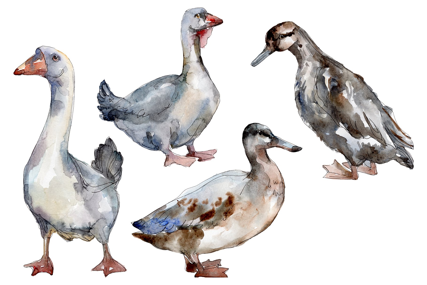 Agriculture: goose,duck Watercolor cover image.