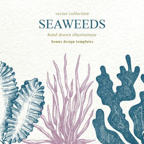 Seaweeds Vector Collection cover image.