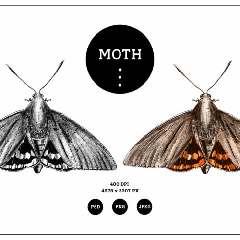 Moth cover image.