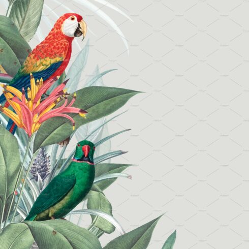 Macaw tropical mockup illustration cover image.