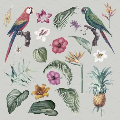 Macaw foliage illustration cover image.