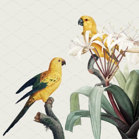 Macaw tropical illustration cover image.